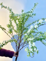 Spiraea Cantoniensis (Oregon) - 5st