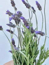 French Lavender  - 10st