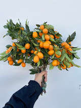 Kumquat Ornamental Ca-Grown - GB