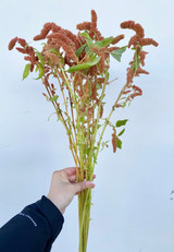 Amaranthus Salmon (Ca-Grown) - 5st