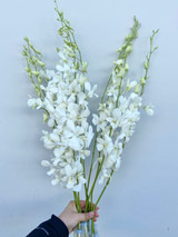 Dendrobium Orchid White - 10st
