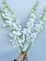 Dendrobium Orchid White - 10st