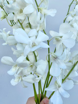 Dendrobium Orchid White - 10st