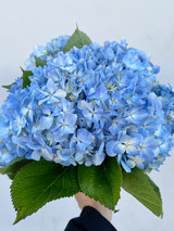 Hydrangea Light Blue Premium - 5st
