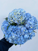 Hydrangea Light Blue Premium - 5st