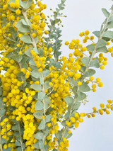 Mimosa (Ca-Grown) - 10st