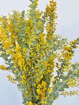 Mimosa (Ca-Grown) - 10st