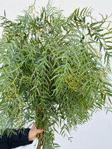 Pepperberry Foliage - 10st 