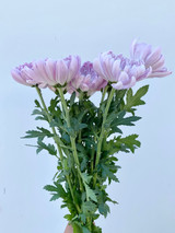 Cremon Mum Lavender - 10st