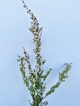 Calcynia White - 10st