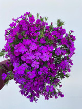 Gypsy Dianthus Purple CA-Grown - 10st