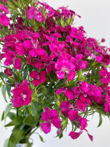 Gypsy Dianthus Hot Pink - 10st