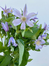 Clematis Lavender - 10st.