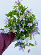 Clematis Lavender - 10st.