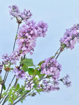 Lilac Purple - 10st