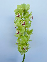 Cymbidium Green - 1st. 