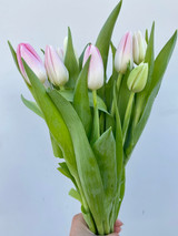 Tulips Light Pink  - 10st