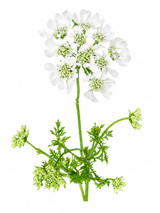 Orlaya Lace White CA-Grown - 10st
