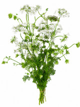 Orlaya Lace White CA-Grown - 10st