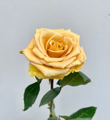 Combo Roses - 25st.