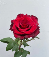 Red Paris Roses - 25st.