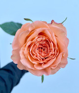 Country Home Roses - 25st.