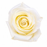 polar star white roses