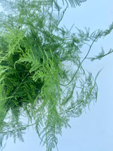 Plumosa Fern - 15st.+