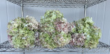 Antique Hydrangea Green Box - 15st. 