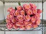 Miss Piggy Rose - 25st.