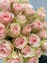 Frutteto Rose - 125 stem (5bu)