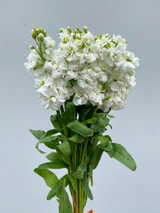 Stock White CA-Grown - 50 stems (5bu.)