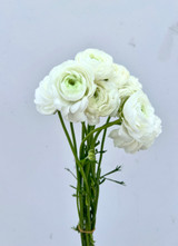 White Ranunculus - 50st. (5bu.)