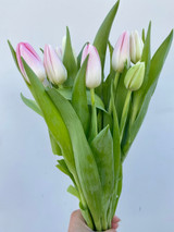 Tulips Light Pink Boxlot  - 30bu. (300st. total)