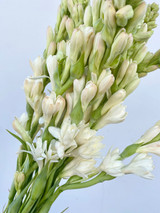 Tuberose - 50st (5bu.)