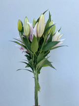 Starfighter Lily (CA-Grown) - 50st (5bu.)