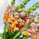 Snapdragon Orange CA-Grown - 50st (5bu.)