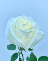 polar star white roses