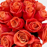 Orange Crush Rose - 125st (5bu.)