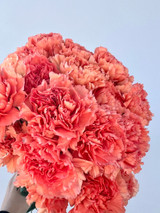 orange carnations wholesale