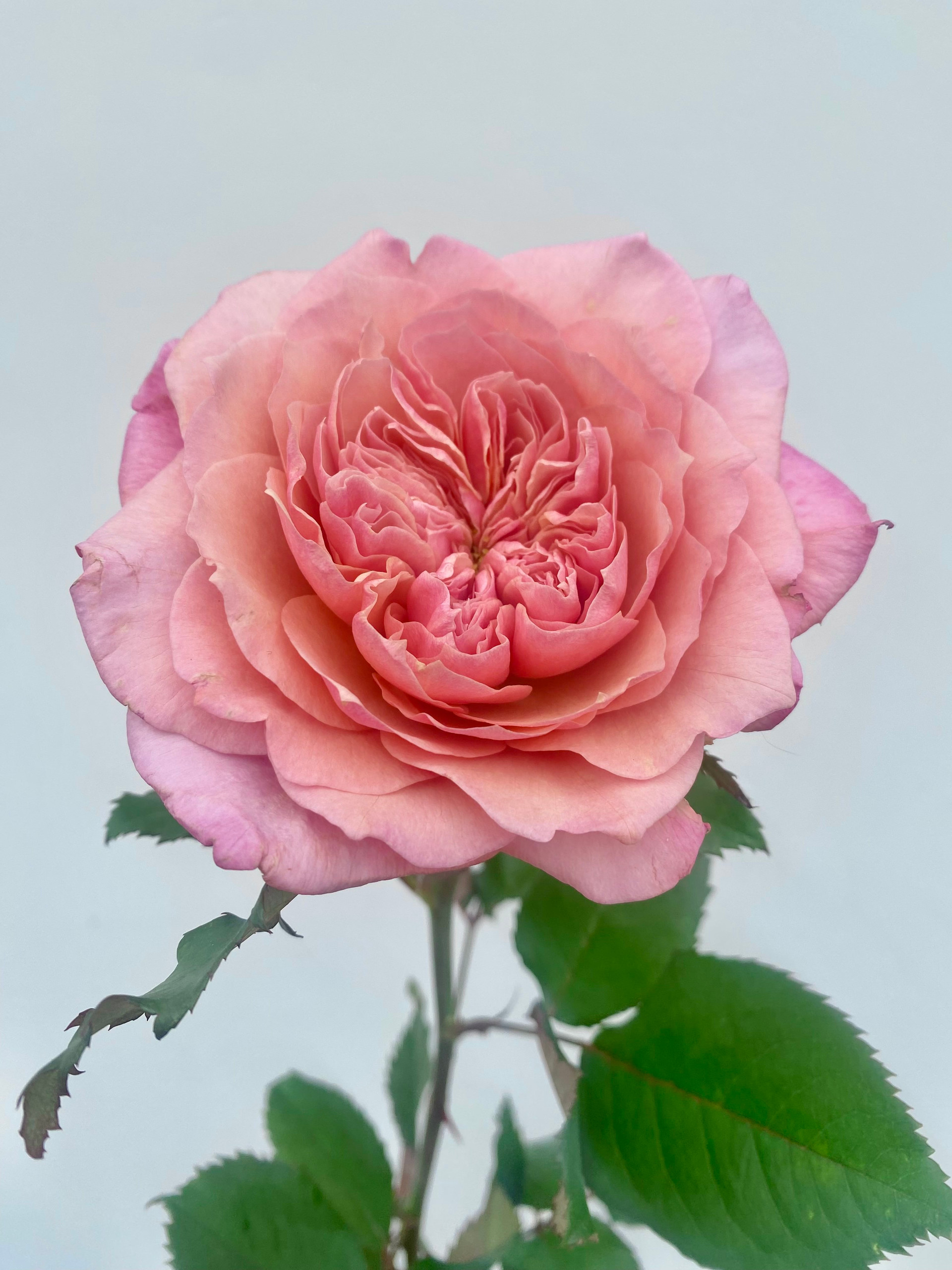 Wabara Miyabi Garden Roses CA Grown 12 Stems Wabara Miyabi Garden Roses CA Grown 12 Stems