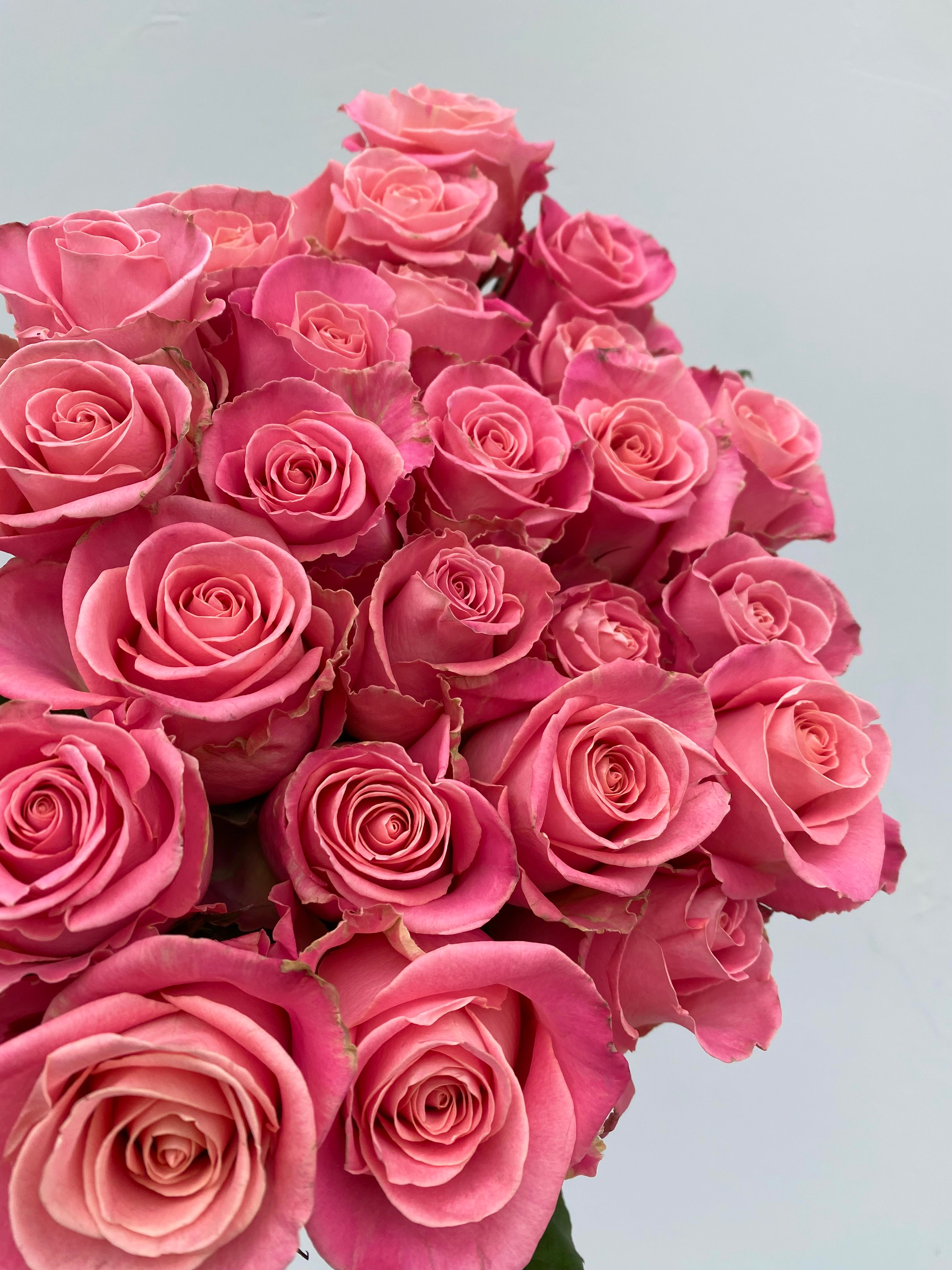 Shimmer Roses - 25 stems
