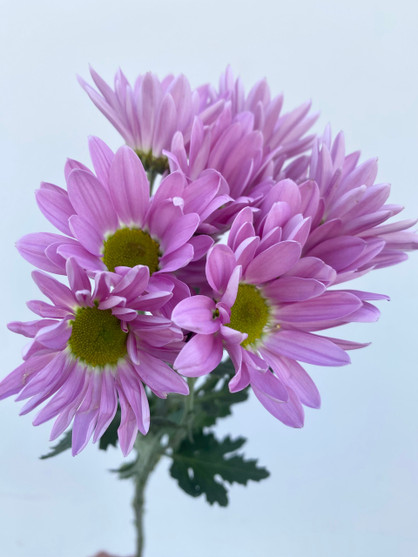 Light Purple Daisy Poms - 25st. (5bu.)