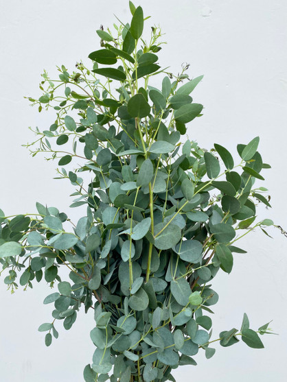 Gunni Eucalyptus CA-Grown - 50 stems (5bu.)