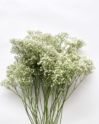 Excellence Gypsies (Baby Breath) Box  - 28 bunches (196 stems)