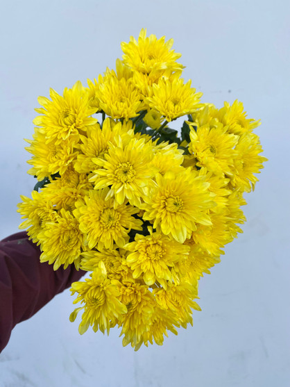 Cushion Pom Yellow - 25st. (5bu.)