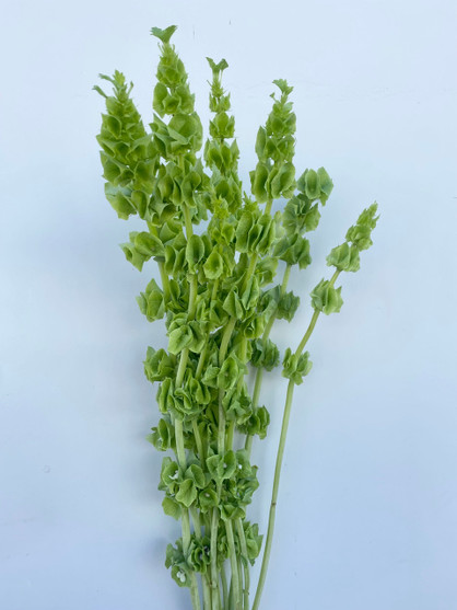 Bells Of Ireland CA-Grown - 10st