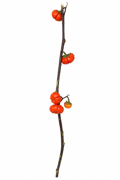 Pumpkin Tree - 5st.