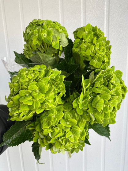 Hydrangea Royal King - 5st. - Ramirez Wholesale Flowers Inc