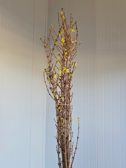 Forsythia Yellow Oregon Grown  (4 ft.) - 7st.